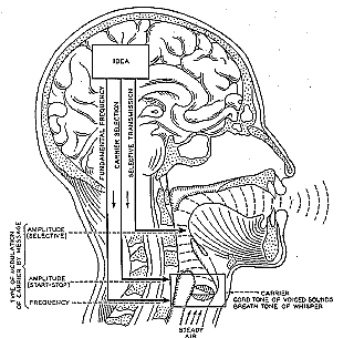 vocaltract2.gif