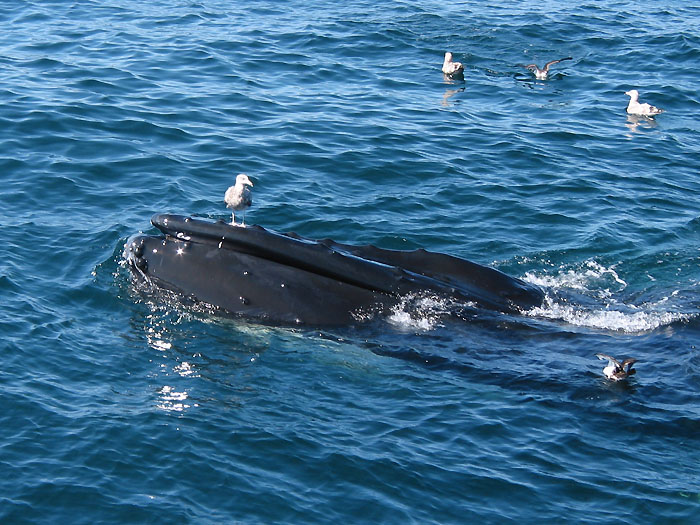 humpback_and_bird.jpg