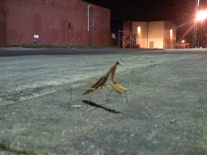 mantis_in_redhook.jpg